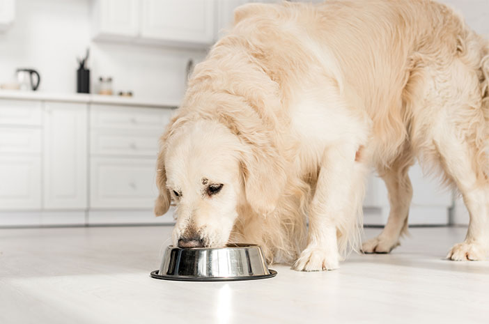 makanan anjing