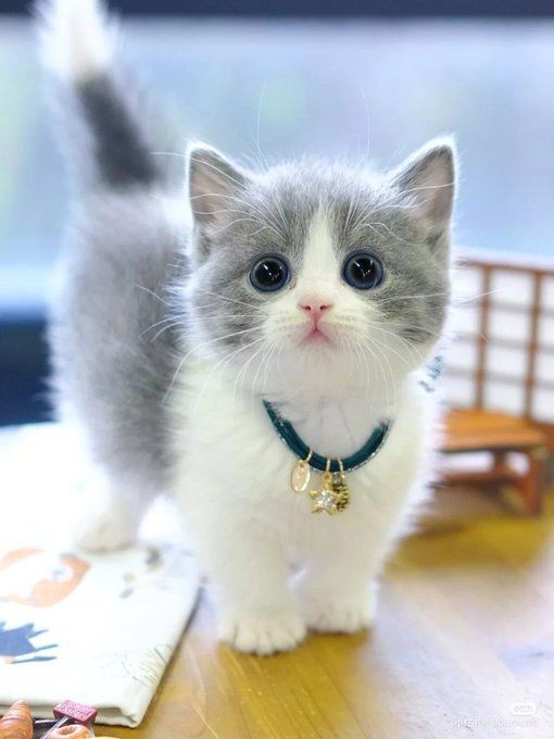 makanan kucing untuk pencernaan